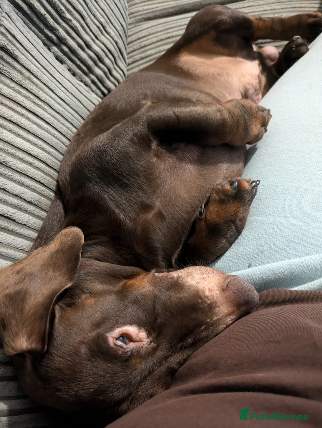 Dachshund dogs for sale: Dachshund for sale - Advert 1