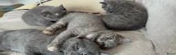 Mixed Breed cats for sale: Kittens in Ely - Advert 3