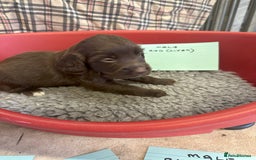 Cocker Spaniel dogs for sale: Two cocker spaniel litters - Image 8