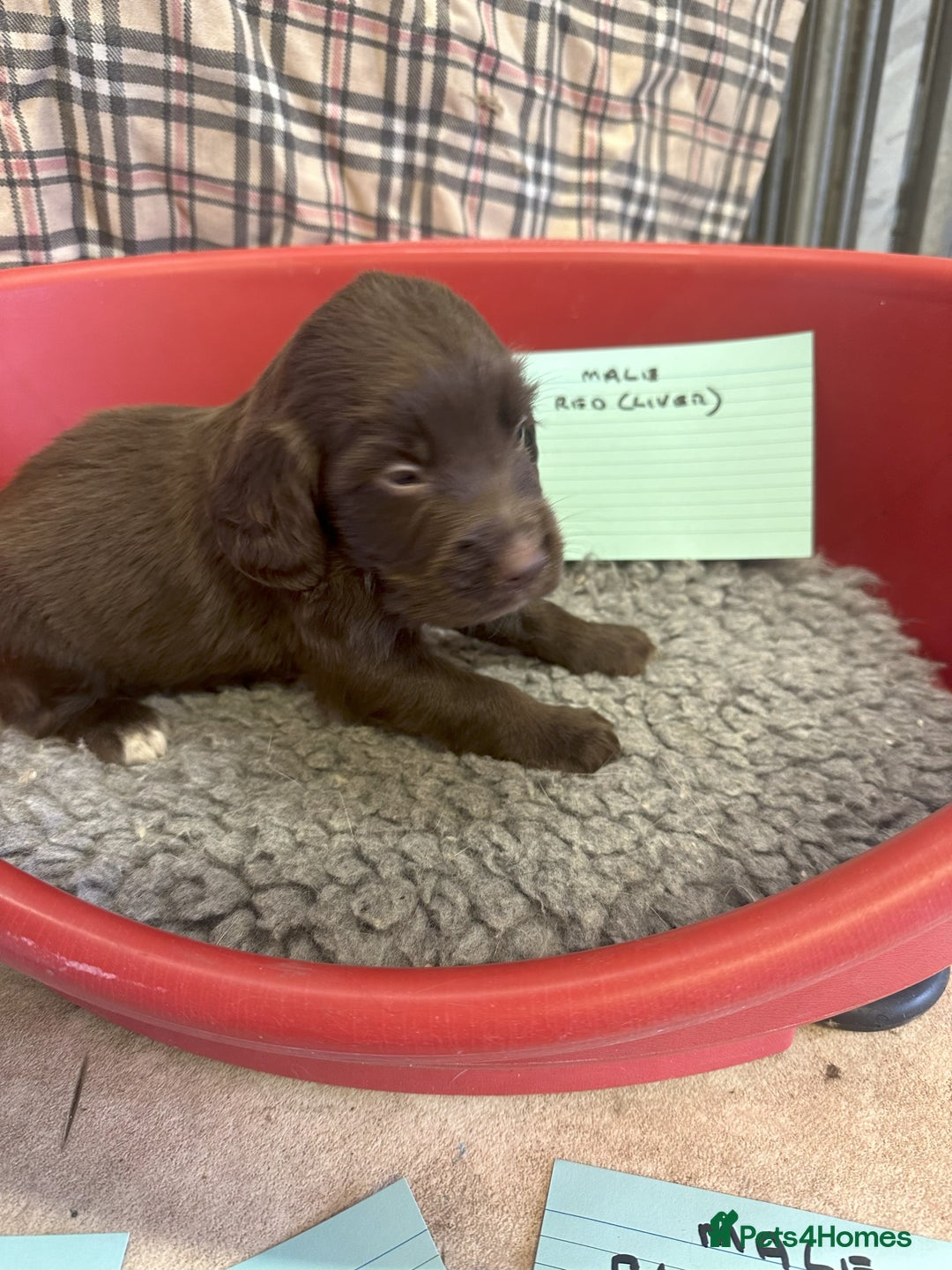 Cocker Spaniel dogs for sale: Two cocker spaniel litters - Image 8