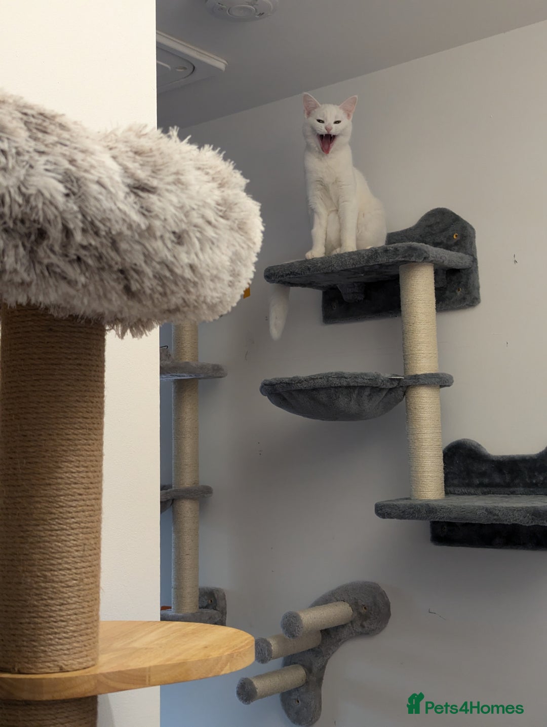 Domestic Shorthair cats for sale: Heartbreaking Rehome-18 month old Pure White Cat x - Image 25