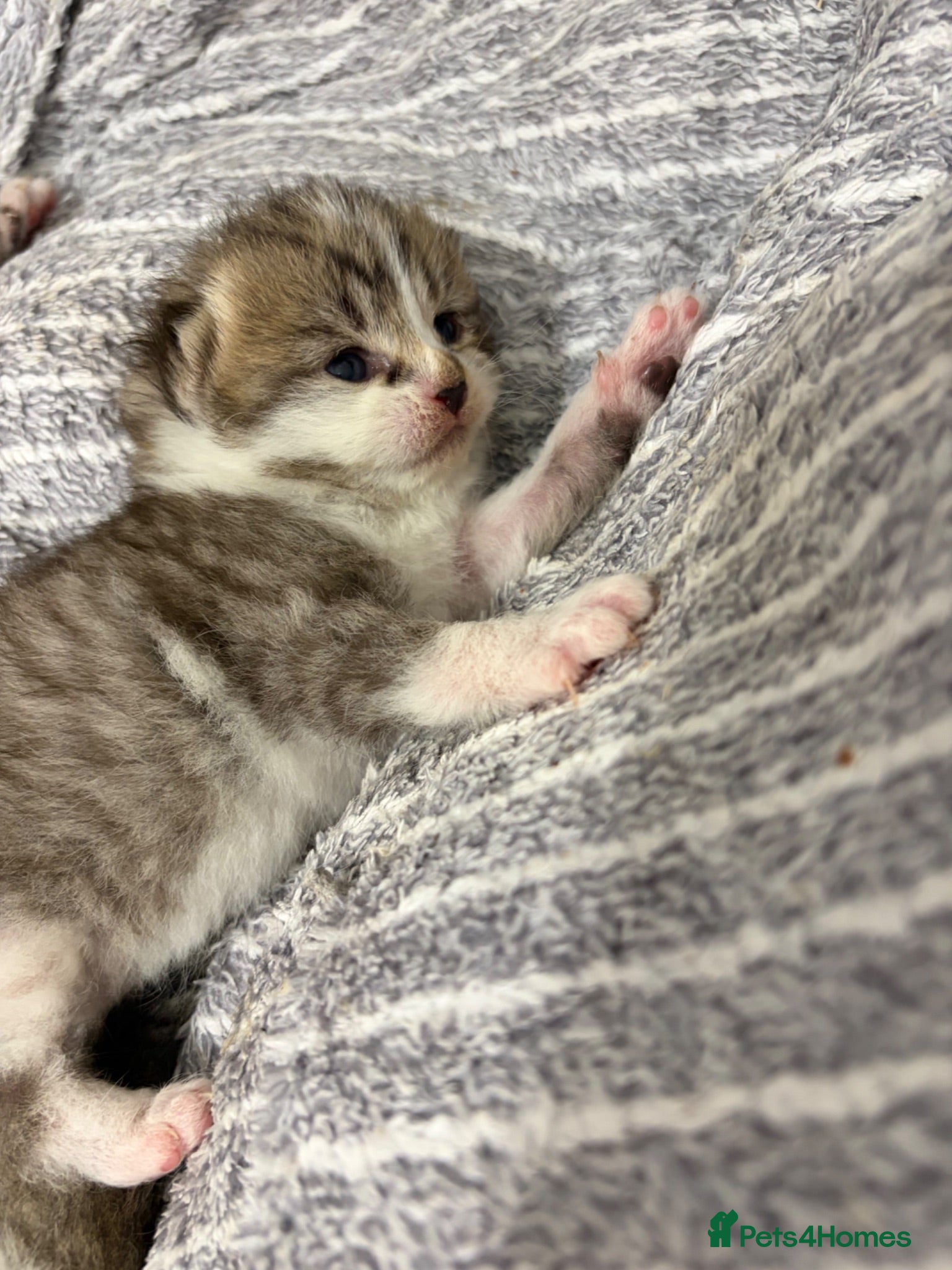 Mixed Breed cats Beautiful Bengal Cross Maine Coon Babies  - Advert 2