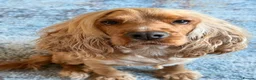 Cocker Spaniel dogs for sale: 2 x female cocker spaniel’s  - Advert 1