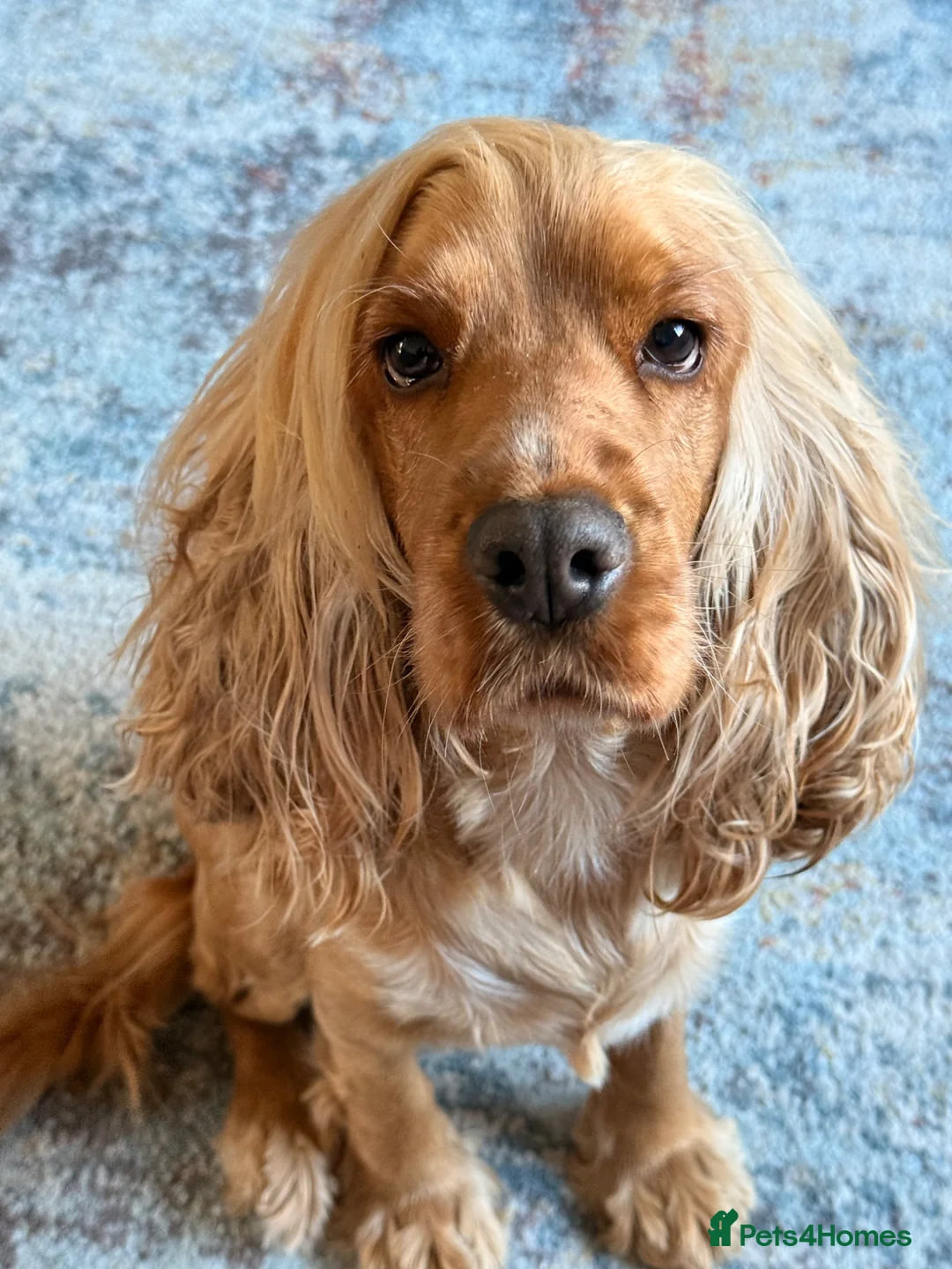 Cocker Spaniel dogs for sale: 2 x female cocker spaniel’s  - Advert 1