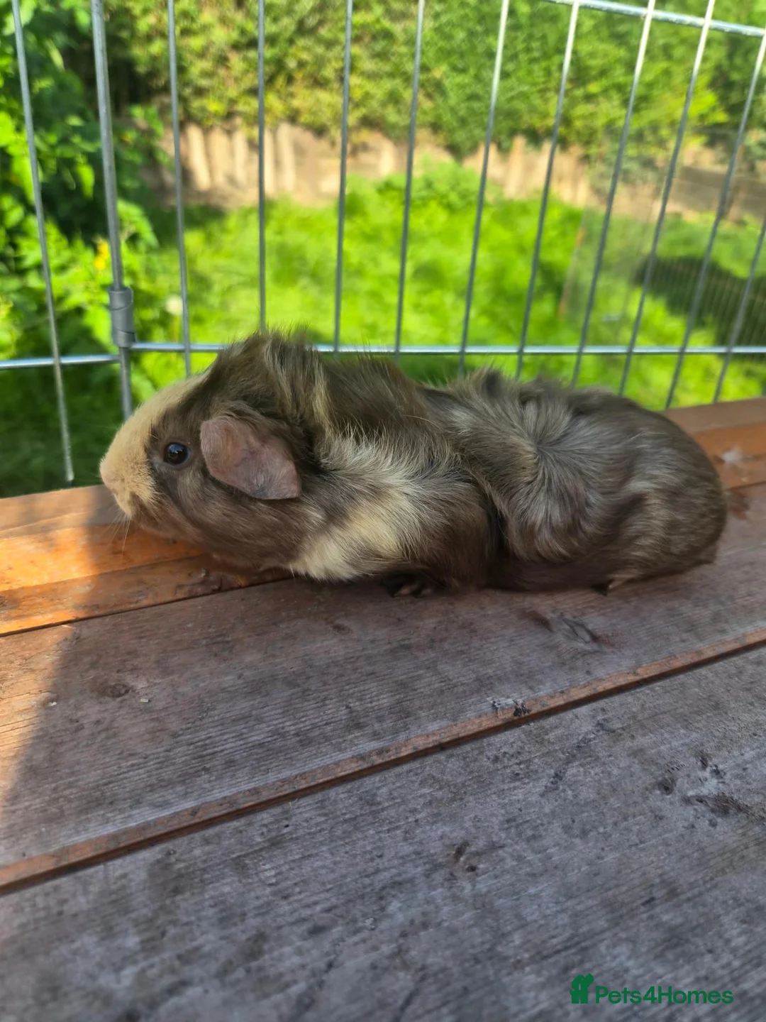 Guinea Pig rodents for sale: 4 guinea pigs available  in Uttoxeter - Advert 2