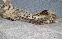 Ragdoll cats for sale: Ragdoll cross - Image 6