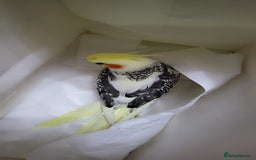 Cockatiels birds for sale: cockatiels  - Image 10