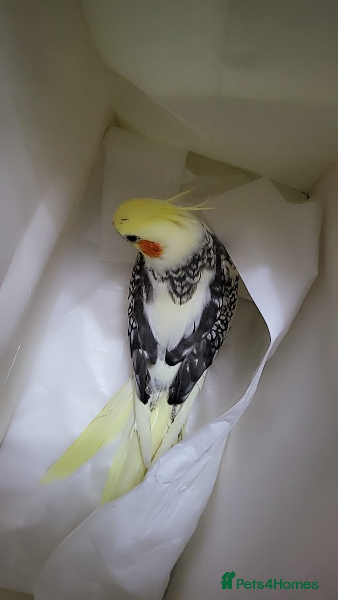 Cockatiels birds for sale: cockatiels  - Image 10