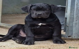 Cane Corso dogs for sale: Just one boy remaining  - Image 7