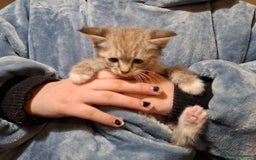 Ragdoll cats for sale: 6x Three quarter ragdolls - Advert 7