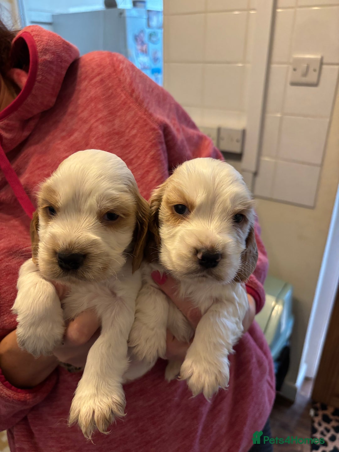 Cocker Spaniel dogs for sale: Show Cocker Spaniel Puppies  - Advert 2