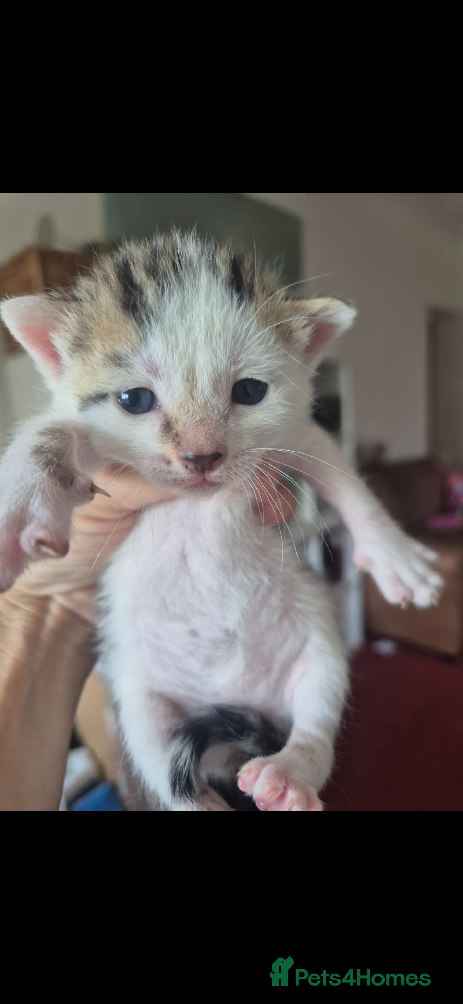Mixed Breed cats Bengal Cross Kittens - Advert 15