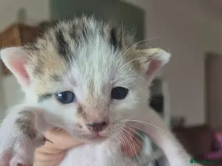 Mixed Breed cats Bengal Cross Kittens - Advert 15