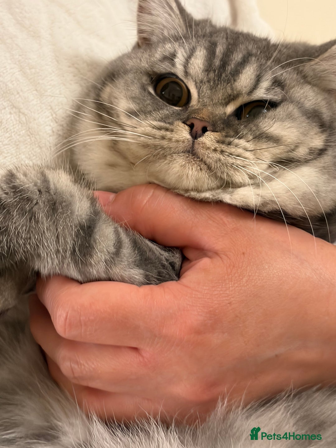 British Shorthair cats for sale: 3 Kittens•Full Pedigree•Champions bloodline•GCCF - Advert 34