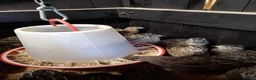 Quail poultry for sale: Jumbo japanese courtnix quails  in Swadlincote - Advert 2