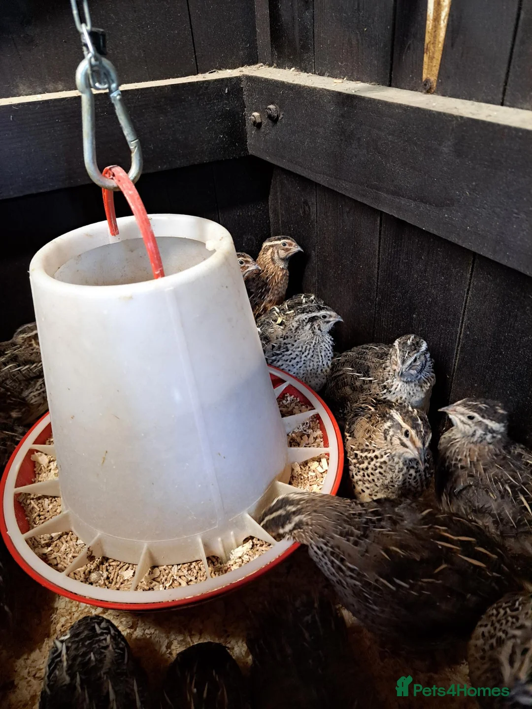 Quail poultry for sale: Jumbo japanese courtnix quails  in Swadlincote - Advert 2