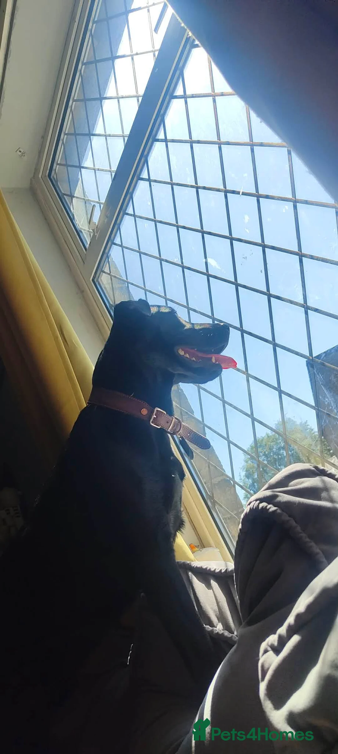 Labrador Retriever dogs for sale: Milo is looking for a new home  - Advert 2