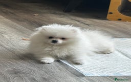 Pomeranian dogs for sale: Tiny Pomeranian Girl Puppy READY NOW - Image 20