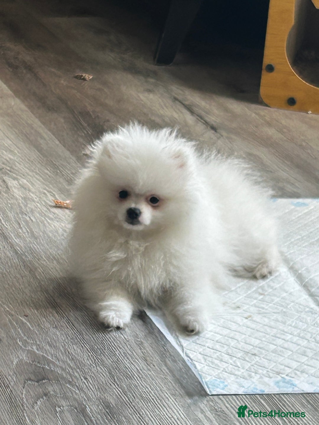 Pomeranian dogs for sale: Tiny Pomeranian Girl Puppy READY NOW - Image 20
