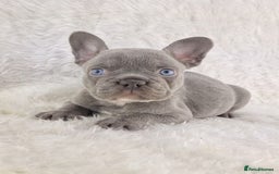 French Bulldog dogs for sale: Top Quality Lilac Girl Ready Now - Image 5