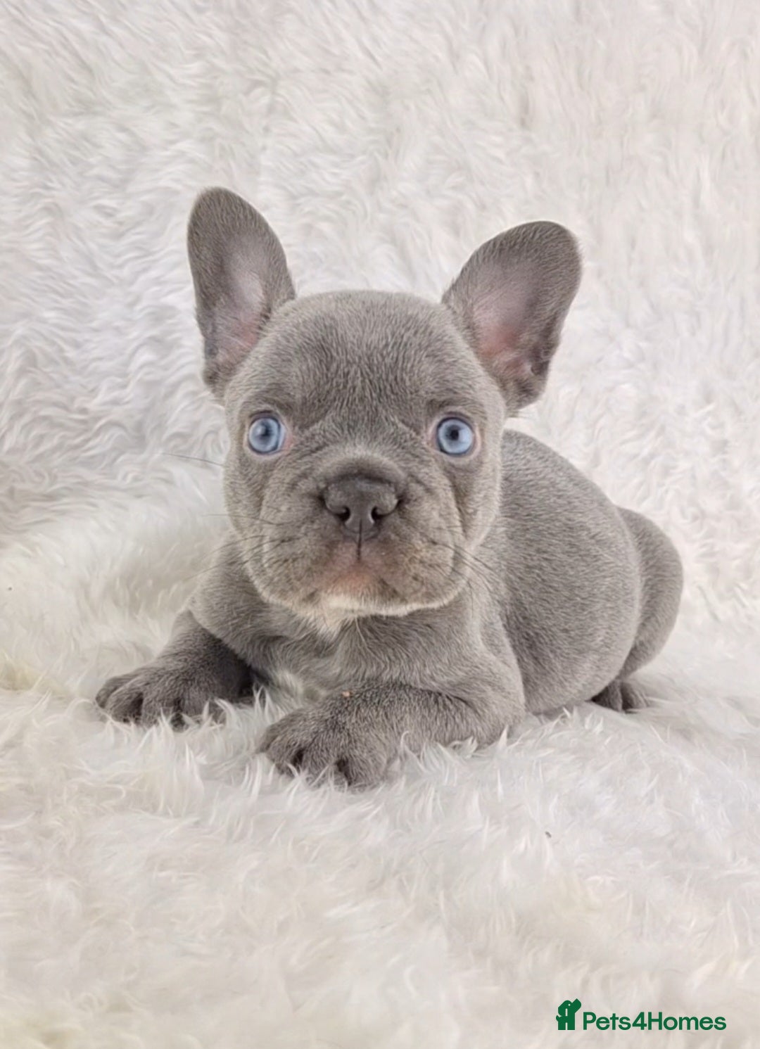 French Bulldog dogs for sale: Top Quality Lilac Girl Ready Now - Image 5