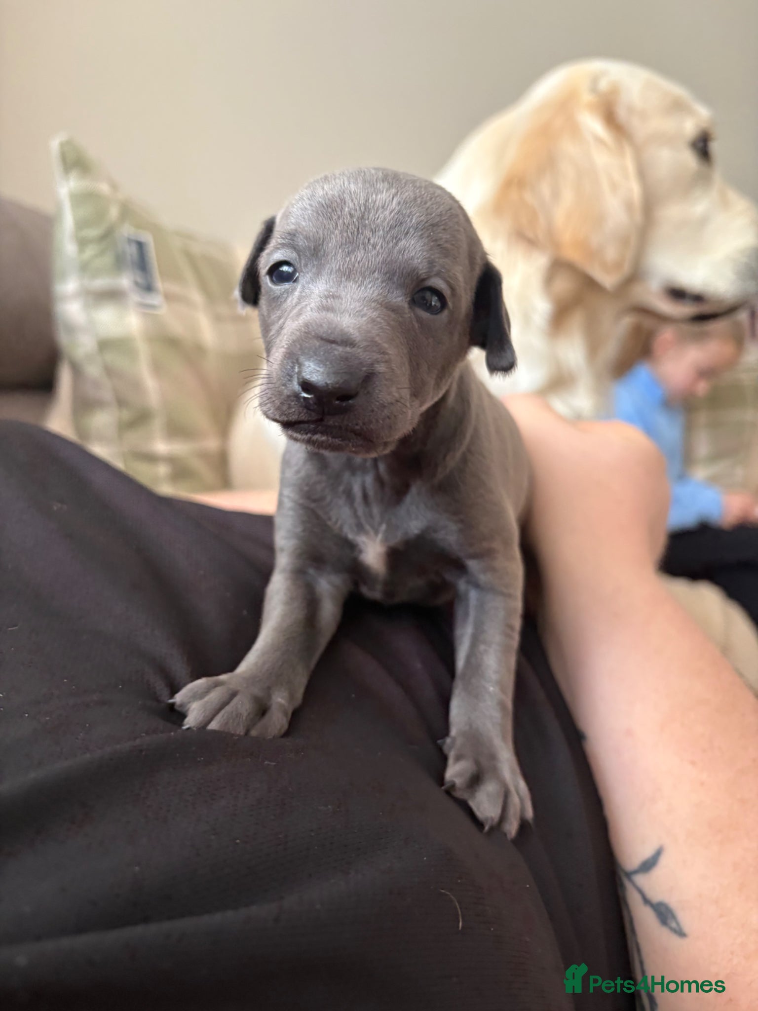 Italian Greyhound dogs KC Registered Italian Greyhound Puppies  - Advert 17