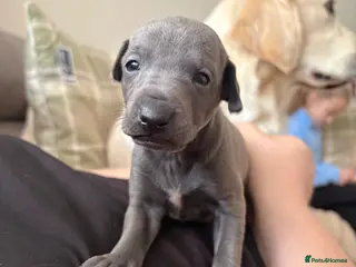 Italian Greyhound dogs KC Registered Italian Greyhound Puppies - Advert 17