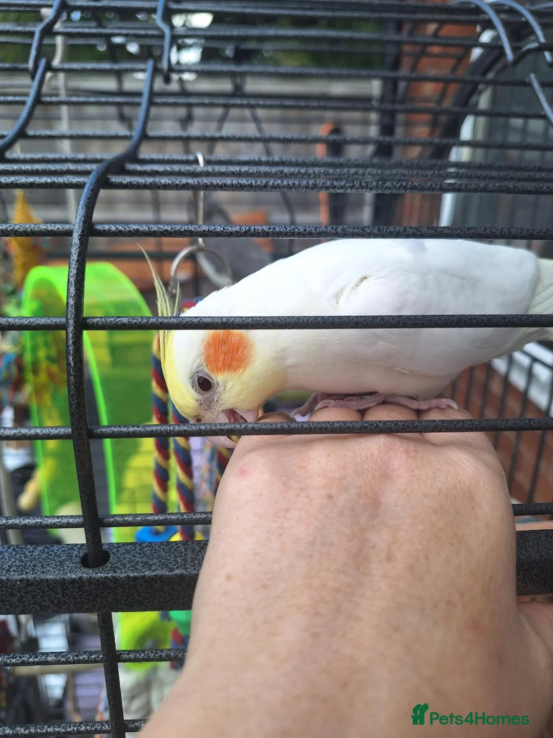Cockatiels birds for sale: Pair of cockatiels - Advert 4