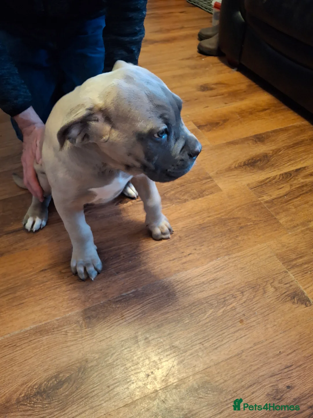 Cane Corso dogs for sale: Stunning ICCF Cane Corso Puppies in Willenhall - Advert 2