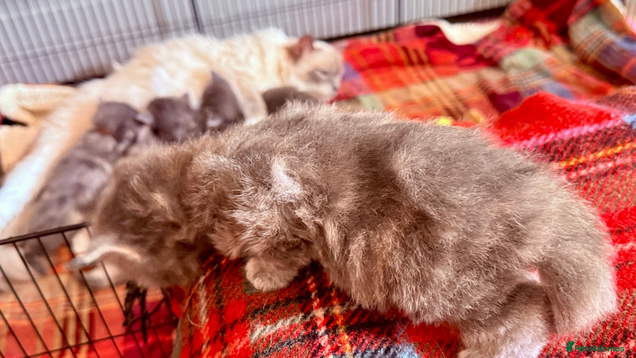 Ragcoon cats for sale: Gorgeous, fluffy litter of 6 RagCoon Kittens - Advert 16