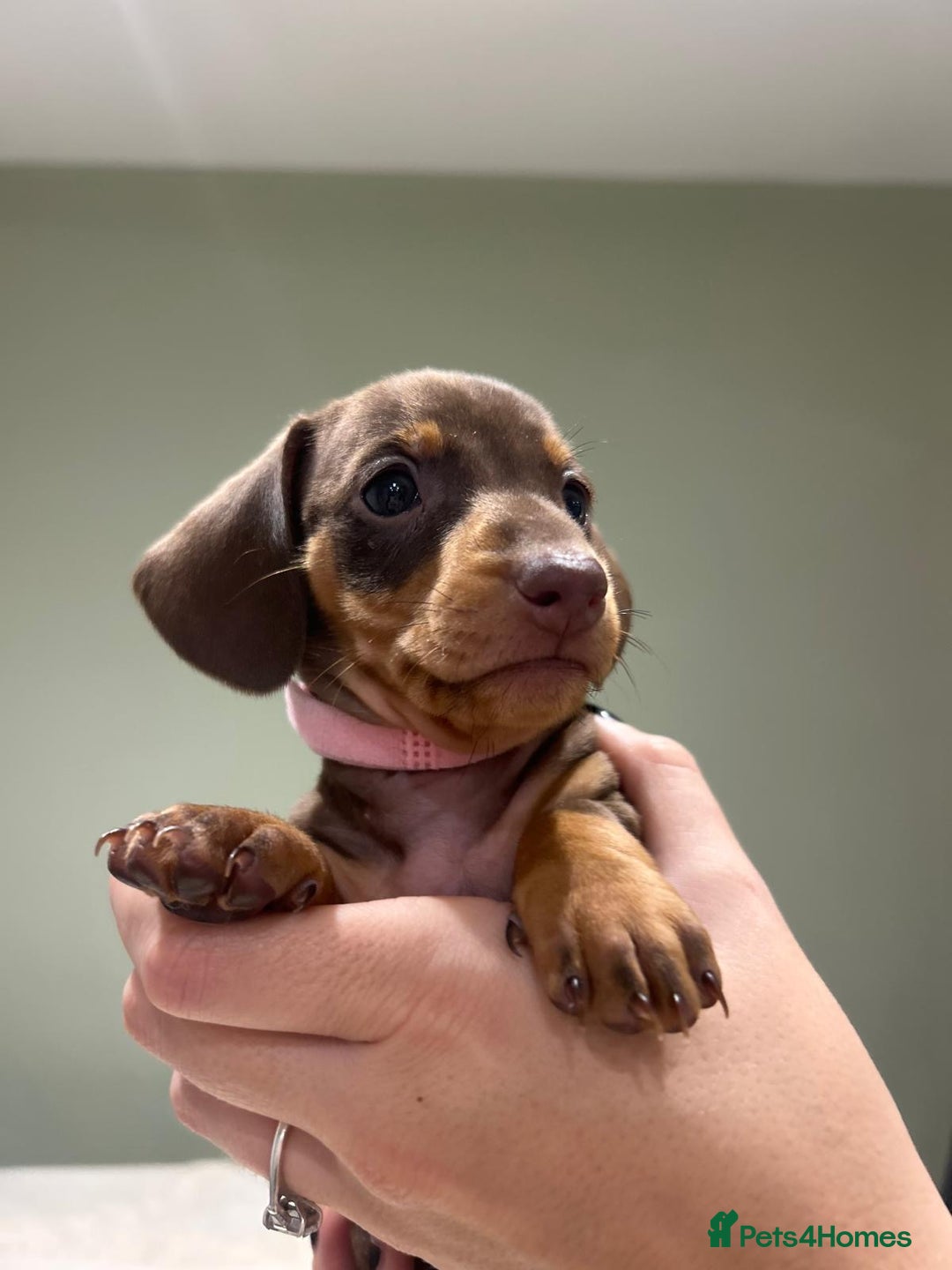 Dachshund dogs for sale: STANDARD DACHSHUND PUPPYS. READY TO LEAVE.  - Advert 13