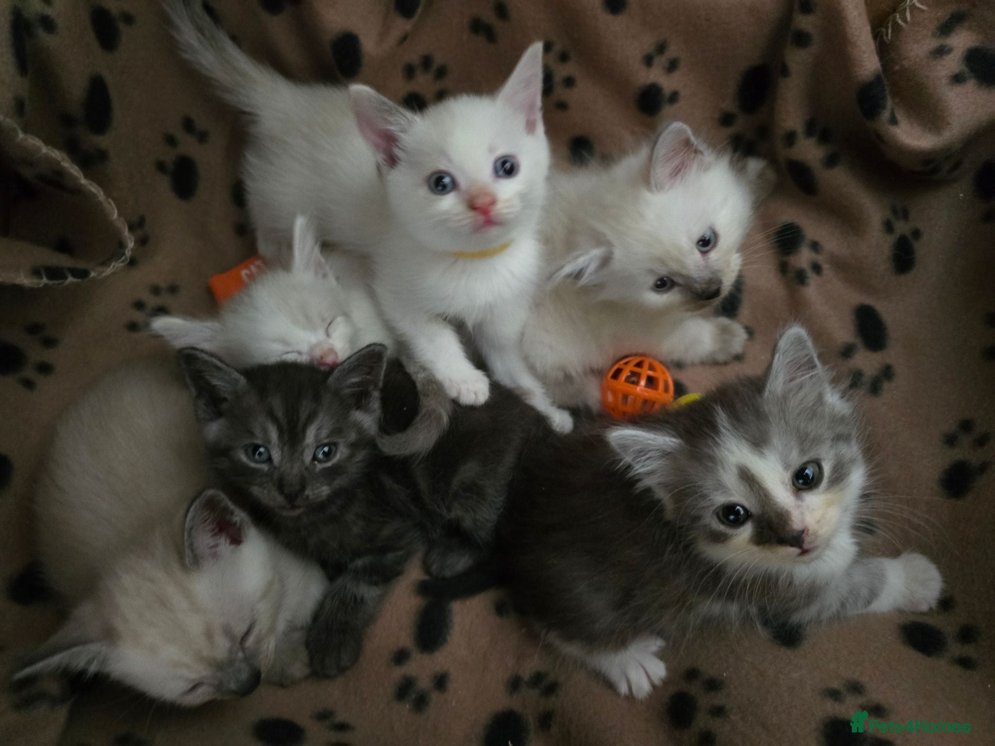 Mixed Breed cats Ragdoll X kittens  - Advert 3