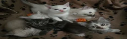 Mixed Breed cats for sale: Ragdoll X kittens  in Ringwood - Advert 1