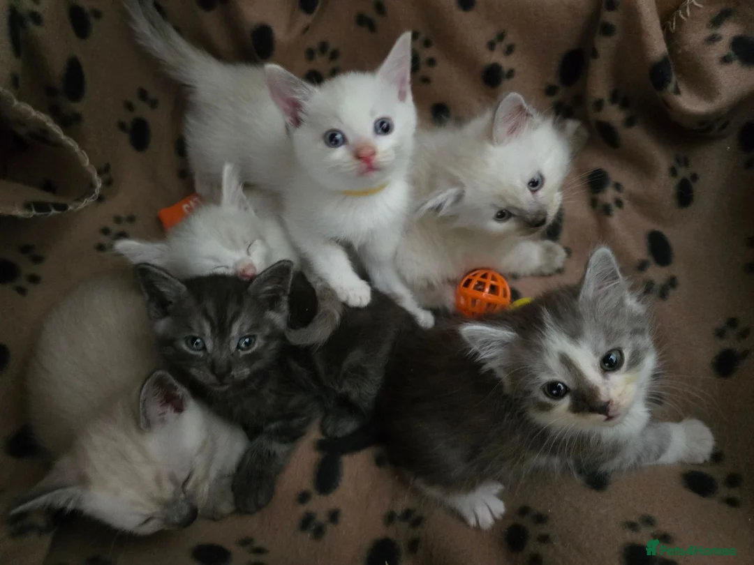 Mixed Breed cats for sale: Ragdoll X kittens  in Ringwood - Advert 1