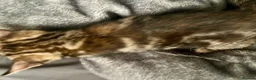 Bengal cats for sale: Bengal X Kittens With Famous Siblings!  - Advert 14