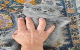 British Shorthair cats for sale: LAST CHUNKY BOY Cute Bristish Short Hair Kittens  - Image 15