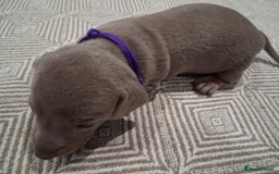 Miniature Dachshund dogs for sale: Miniture dachhund - Advert 6