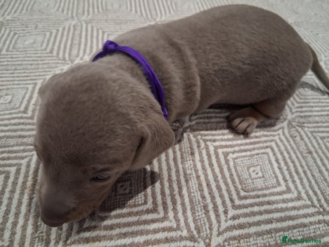 Miniature Dachshund dogs for sale: Miniture dachhund - Advert 6