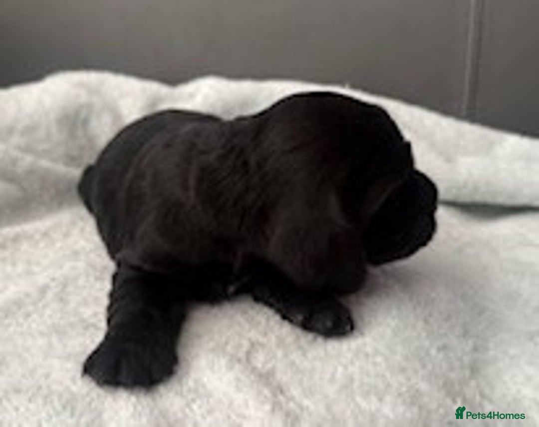 Cocker Spaniel dogs for sale: Show Type KC Cocker Spaniels, 5 star Breeder - Image 12