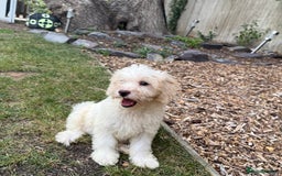 Cavapoo dogs for sale: FULLY VACCINATED Cavapoo Pups LICENSED BREEDER in Southampton - Image 13