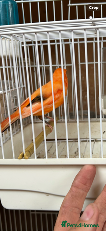 Canaries birds - Advert 7