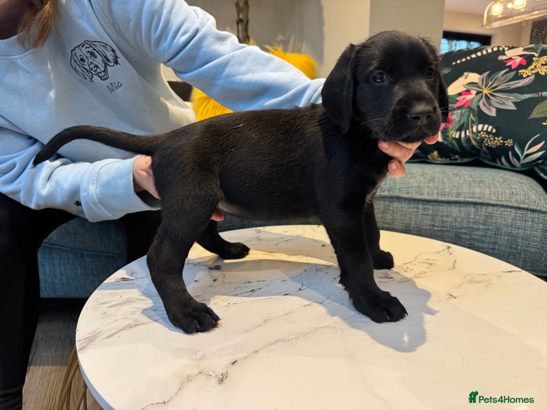 Mixed Breed dogs for sale: Meet the Griffadors - Advert 7