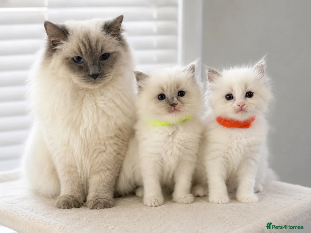 Ragdoll cats for sale: Pure ragdoll kittens  - Advert 10