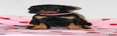 Dobermann Puppy 7