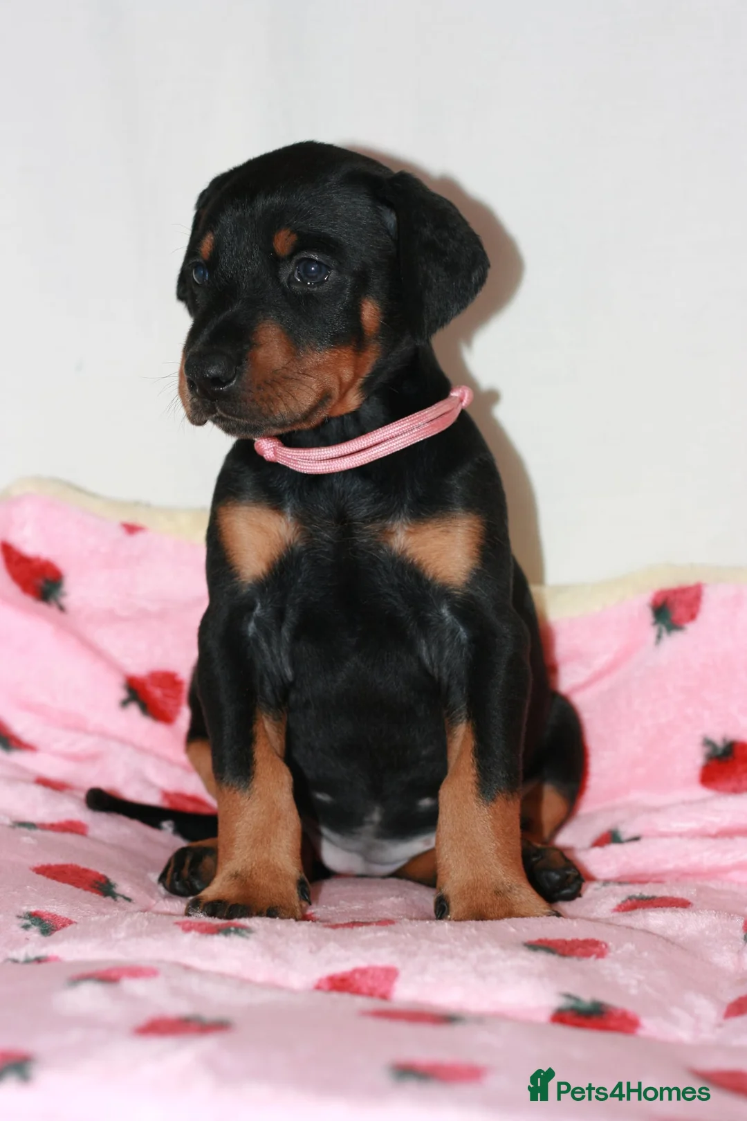 Dobermann dogs for sale: Evalesco Dobermanns - Advert 25