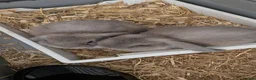 Mini Lop rabbits for sale: 3 male mini lips  - Advert 3