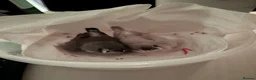 Finches birds for sale: Zebra Finch baby for sale - Advert 3