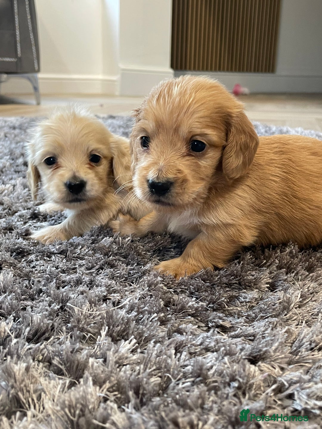 Miniature Dachshund dogs for sale: Miniature Dash hound long haired English  cream - Advert 16