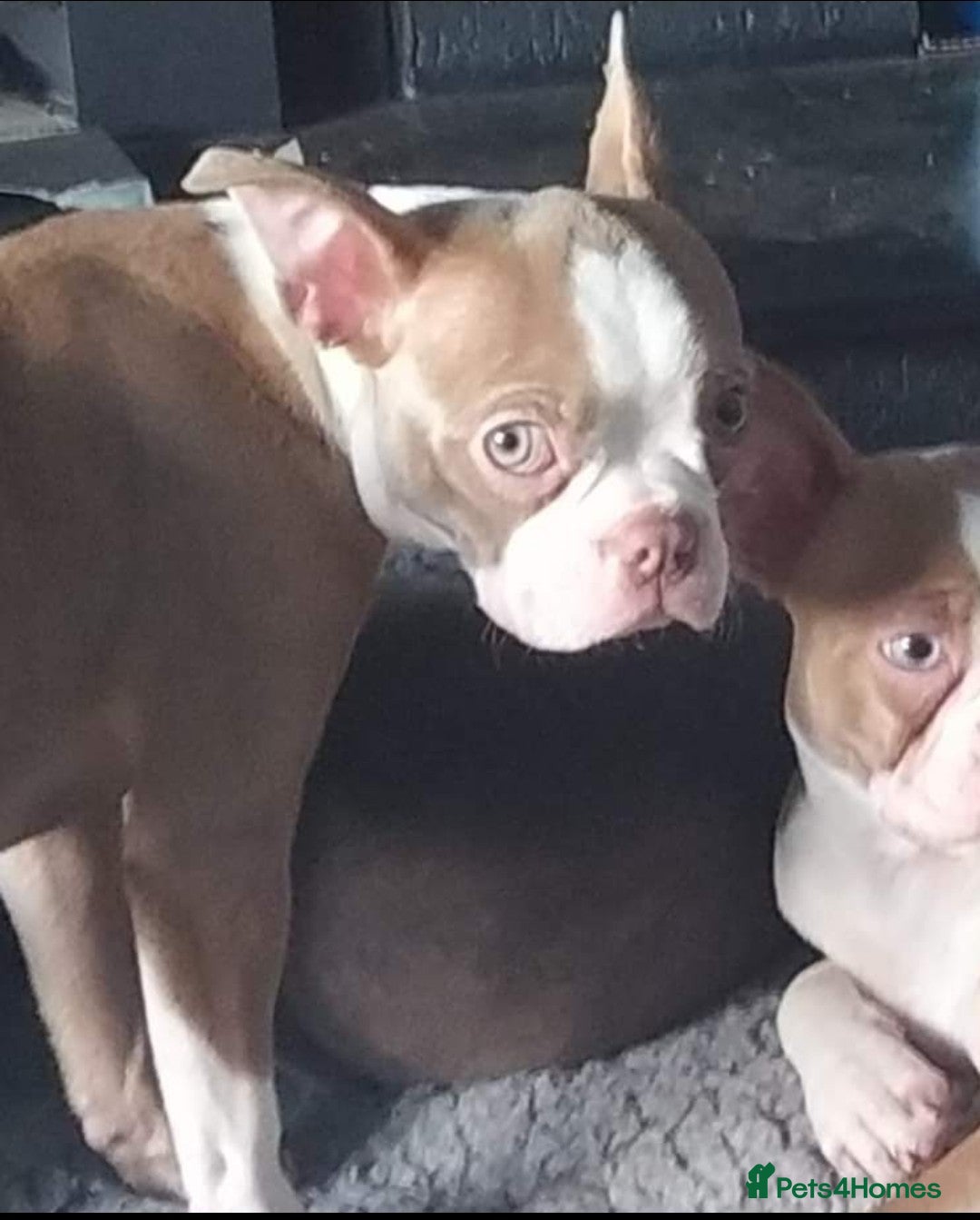 Boston Terrier dogs KC reg 2 girls 3 boys available  - Advert 1