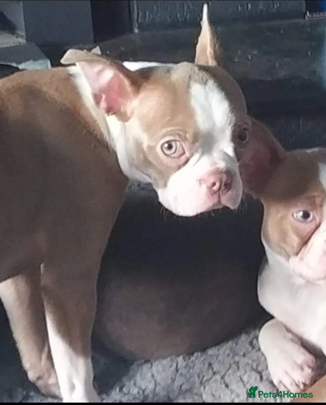 Boston Terrier dogs for sale: KC reg 2 girls 3 boys available  - Advert 1